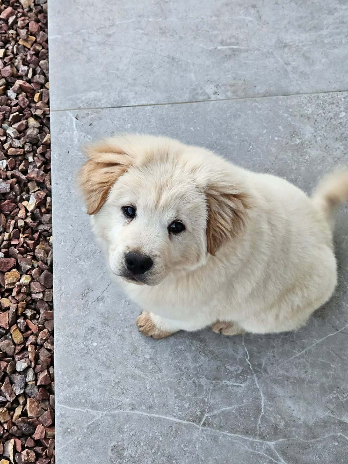 Attentive dog during a training session
